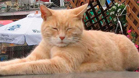 08 - header tomando cafe - meetingsmexico